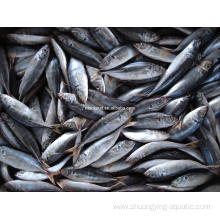 Frozen Horse Mackerel Price 16-20cm 20-25cm 25cm Up